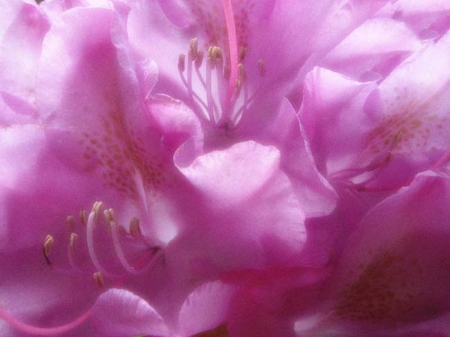June&rsquo;s Rhodo