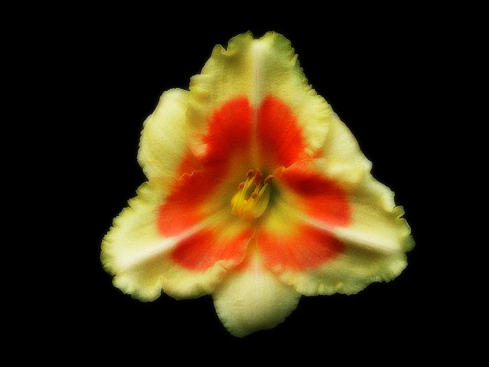 Daylily 0788