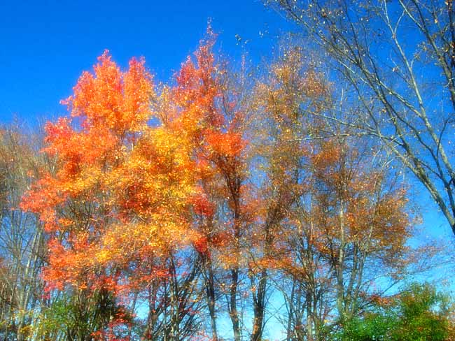 Fall Trees