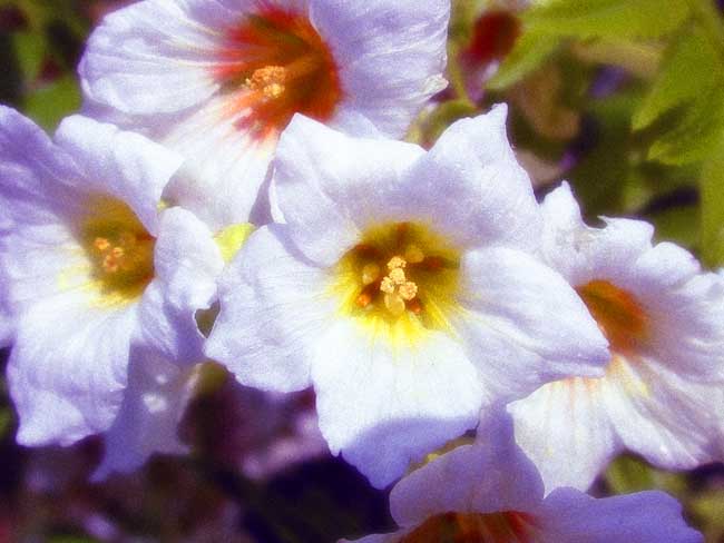 Flower 2625