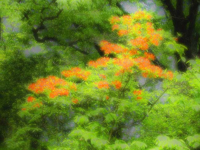 Tree 2640