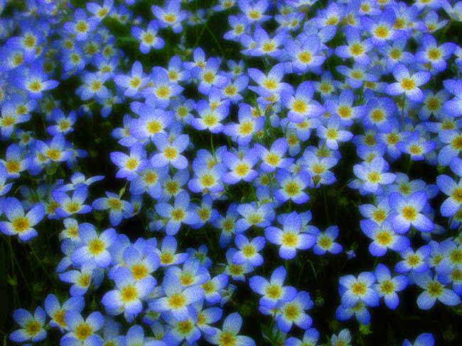 Bluets 0794