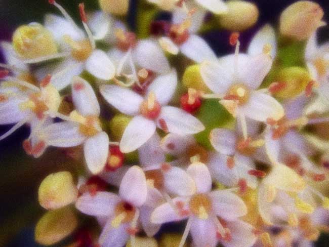 Allis Flowers