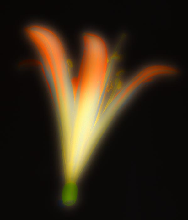Tri Flower