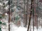 Winter Solstice