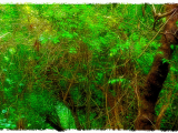Jungle