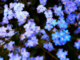 Forget-Me-Nots