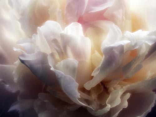 Caress