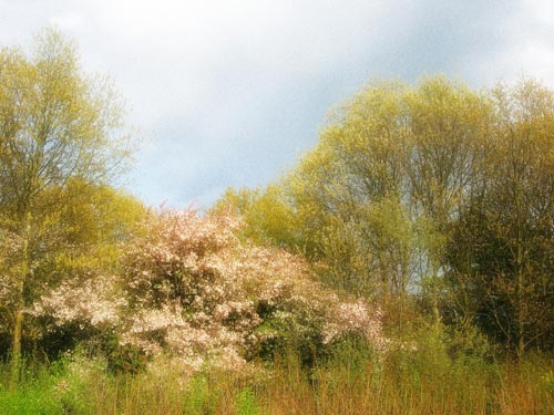 Early_May