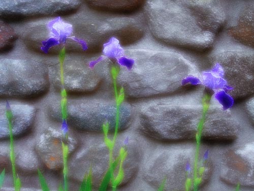 Iris