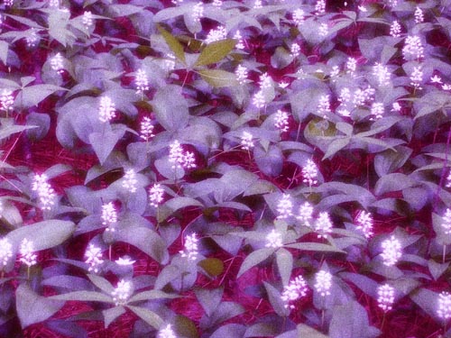 Midnight_Mayflower