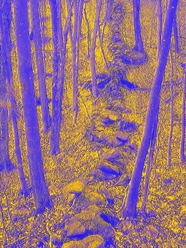 The_Golden_Forest