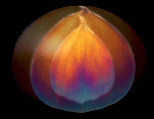 The_Seed