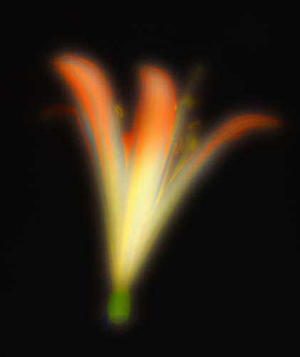 Tri_Flower