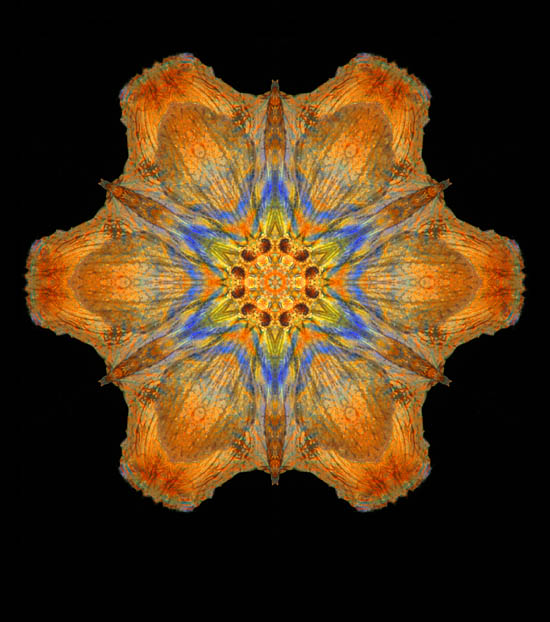 Star Flower