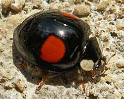 Ladybugs