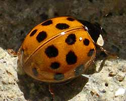 Ladybugs