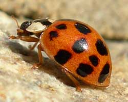 Ladybugs