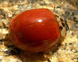 Ladybugs