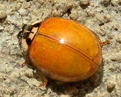 Ladybugs