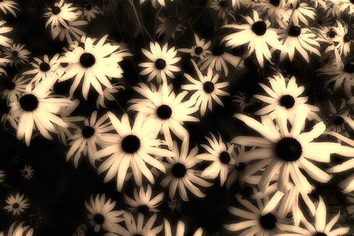 Susans