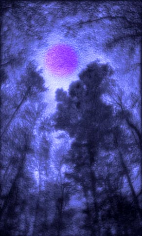 The Forest Listens