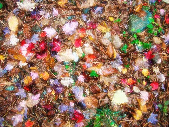 Leaves I