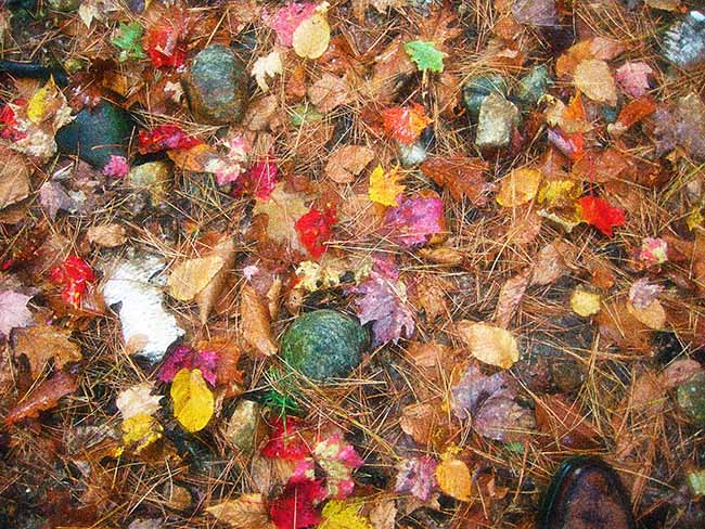 Leaves II