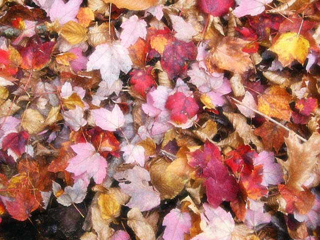 Leaves III