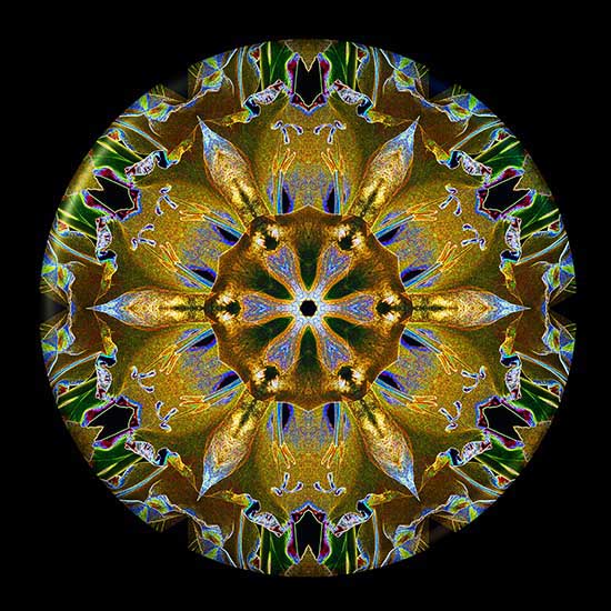Disc