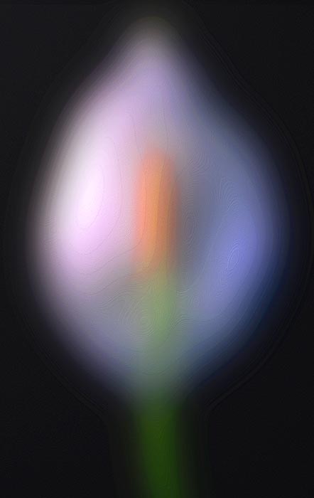 Calla