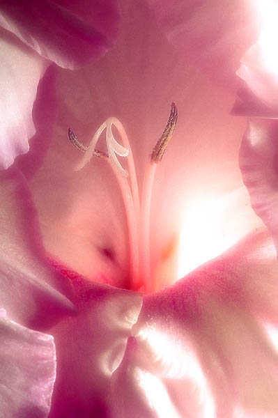 Flower 025