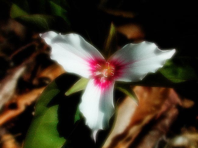 Trillium