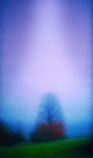 Randolph Tree II