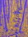 The_Golden_Forest