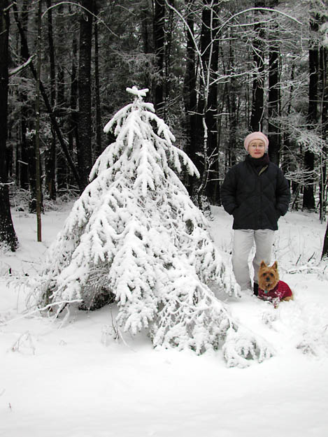 Winter Tree