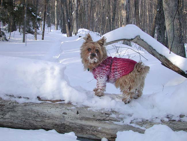 Snow Dog