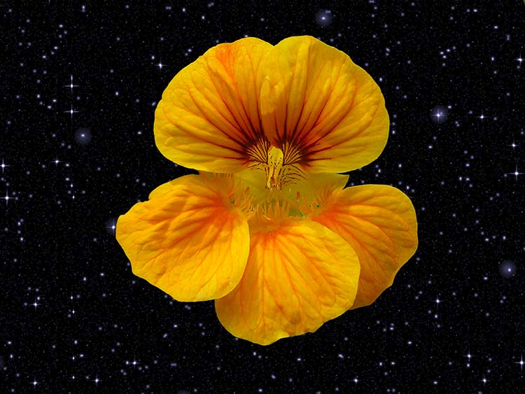 Nasturtium
