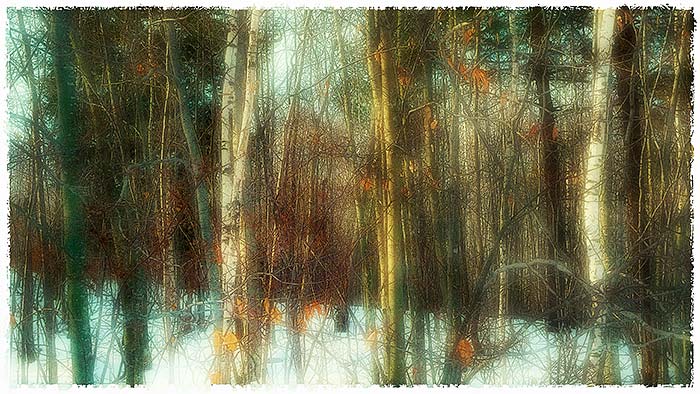 January Woods