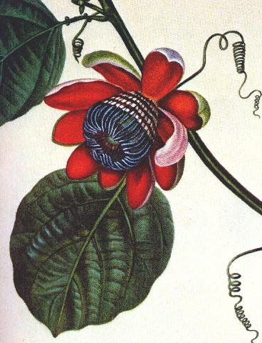 Beautiful Red Flower with Tendrils