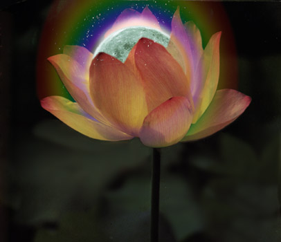Lotus Moon